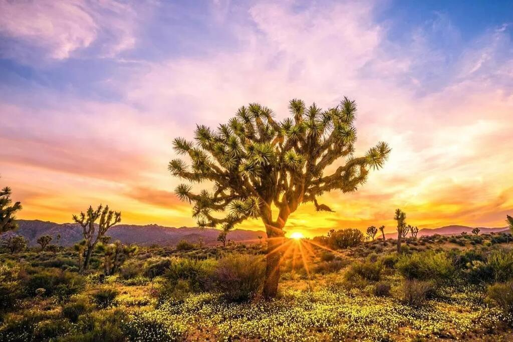 The Desert Nomad Retreat In Joshua Tree Village Exterior photo